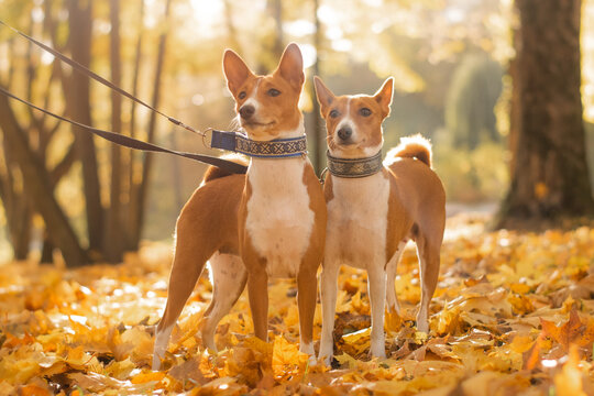 Basenji Portrait in Fall Colors