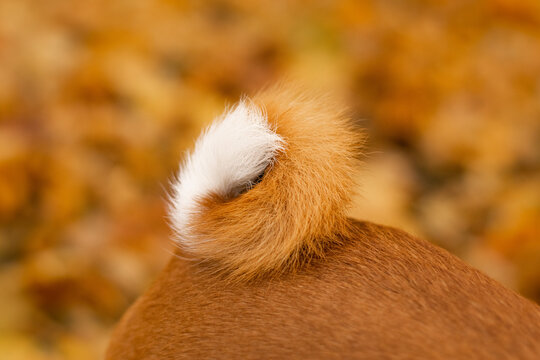 Basenjis from Behind
