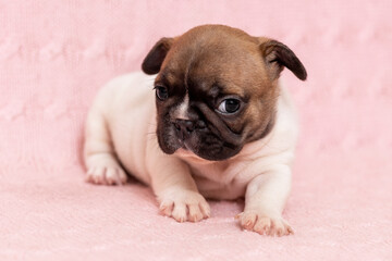 Cute little puppy of french bulldog breed dog on pink blanket