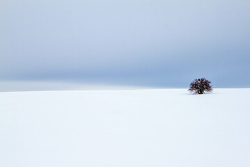 winter landscape with white field of snow and single small tree