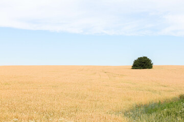 yellow field landscape with single tree and blue sky