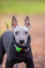 Fall portrait of a purebred American Hairless terrier in forest, naked dog with blurred background