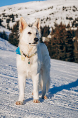 White dog stands on the snow among mountains and forest
