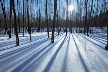 The sun and shadows of trees from the winter forest