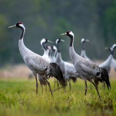 Common crane (Grus grus) in the wild. Early morning on swamp erens.