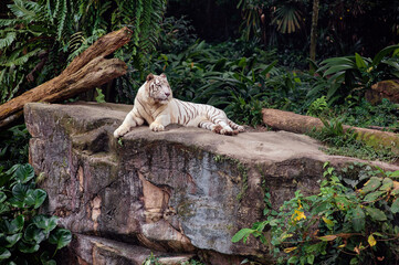 Wildlife. White albino tiger at Singapore Zoo.
