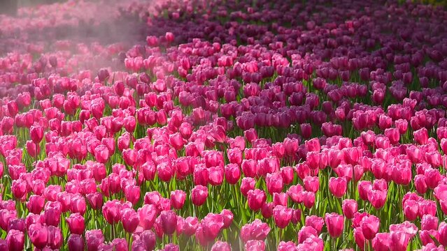 pink tulip flower blooming in the garden, beautiful slow motion scenery