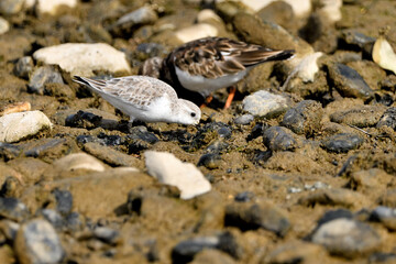 correlimos común o playero común buscando comida en el lodo de la orilla de la playa (Calidris alpina) 