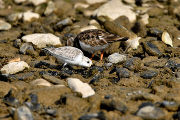 correlimos común o playero común buscando comida en el lodo de la orilla de la playa (Calidris alpina) 