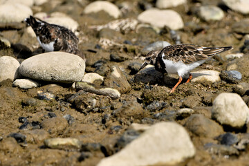vuelvepiedras común​ o vuelvepiedras rojizo​ buscando comida en la orilla del mar (Arenaria interpres)