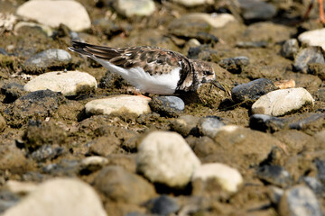 vuelvepiedras común​ o vuelvepiedras rojizo​ buscando comida en la orilla del mar (Arenaria interpres)