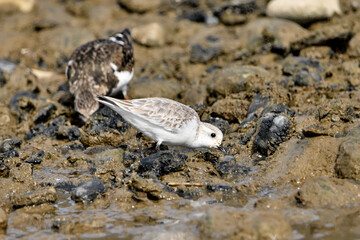 correlimos común o playero común buscando comida en el lodo de la orilla de la playa (Calidris alpina) 