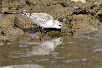 correlimos común o playero común buscando comida en el lodo de la orilla de la playa (Calidris alpina) 