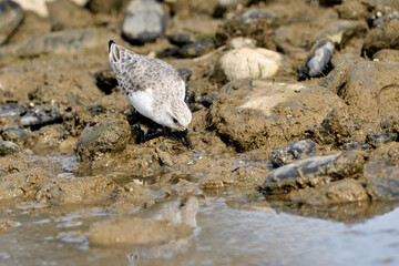 correlimos común o playero común buscando comida en el lodo de la orilla de la playa (Calidris alpina) 