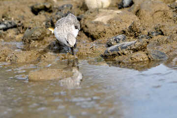 correlimos común o playero común buscando comida en el lodo de la orilla de la playa (Calidris alpina) 