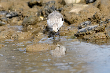 correlimos común o playero común buscando comida en el lodo de la orilla de la playa (Calidris alpina) 