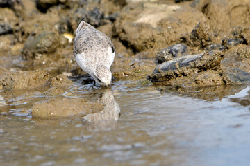 correlimos común o playero común buscando comida en el lodo de la orilla de la playa (Calidris alpina) 