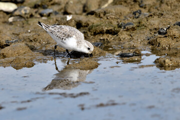 correlimos común o playero común buscando comida en el lodo de la orilla de la playa (Calidris alpina) 