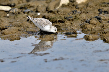 correlimos común o playero común buscando comida en el lodo de la orilla de la playa (Calidris alpina) 