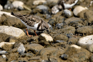 vuelvepiedras común​ o vuelvepiedras rojizo​ buscando comida en la orilla del mar (Arenaria interpres)