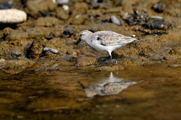 correlimos común o playero común buscando comida en el lodo de la orilla de la playa (Calidris alpina) 