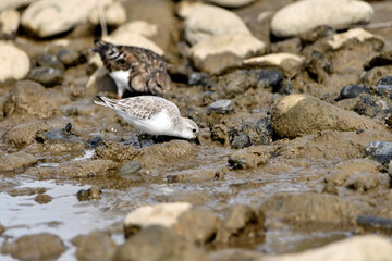correlimos común o playero común buscando comida en el lodo de la orilla de la playa (Calidris alpina) 