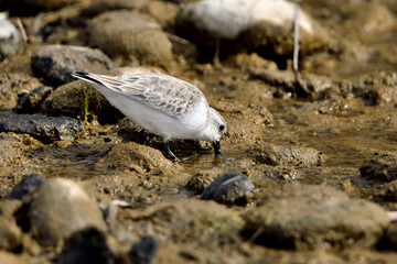 correlimos común o playero común buscando comida en el lodo de la orilla de la playa (Calidris alpina) 