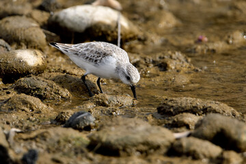 correlimos común o playero común buscando comida en el lodo de la orilla de la playa (Calidris alpina) 
