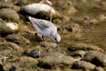 correlimos común o playero común buscando comida en el lodo de la orilla de la playa (Calidris alpina) 