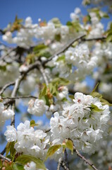 Blossoms of a cherry tree with blue sky