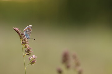 una farfalla polyommatus icarus su un fiore in primavera