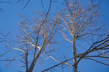 lime branches without leaves in winter against blue sky
