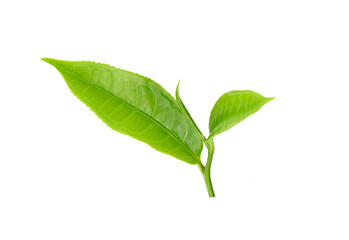 green tea leaf isolated on transparent png