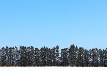 雪景色と防風林
