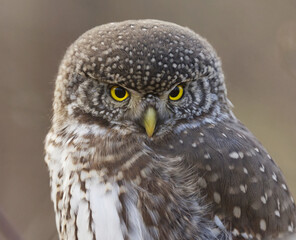 Eurasian pygmy owl (Glaucidium passerinum) closeup looking for food.	
