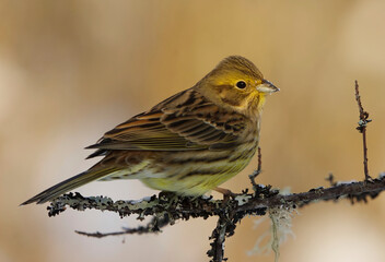 Yellowhammer (Emberiza citrinella) sitting on a branch in winter.	
