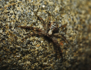 Philodromus cespitum a species of running crab spider on a rock macro photo.