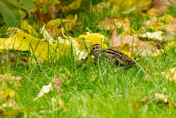 Obraz premium Common snipe (Gallinago gallinago) feeding in the grass in fall.