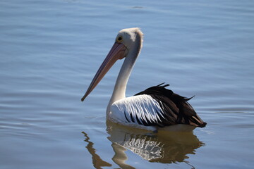 pelican on the beach