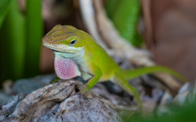 Gecko in a mating ritual