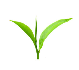 green tea leaf isolated on transparent png