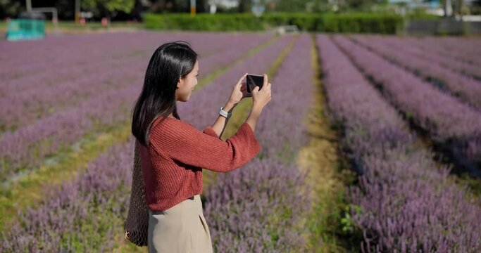 Woman take photo on cellphone in Chinese Mesona flower field in Taoyuan Yangmei District