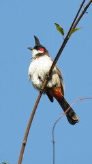 Red-Whiskered Bulbul