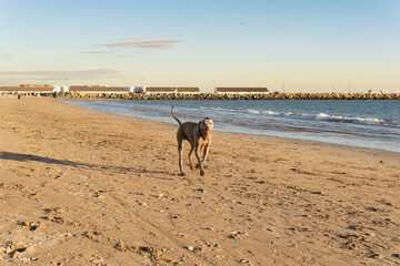 Young weimaraner dog walking along the seashore, at sunset on the beach of Puerto de Santa María.