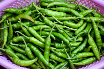 Fresh Green chilli pepper in basket plugged from the garden