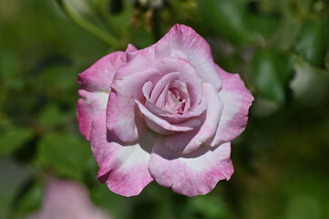 ガーデニングで美しく咲いた薔薇の花