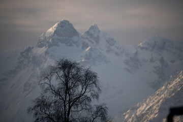 Alpen mit einem Baum im Vordergrund, Bild von Schöllang aus aufgenommen Motiv I horizontal 