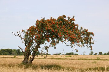 Windgepeitschter Baum in Schräglage im Heidegebiet in der Nähe der Nordsee in Cuxhaven mit roten...