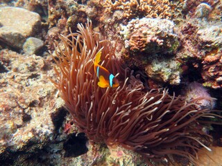 Fototapeta na wymiar Red Sea colorful Clown fish