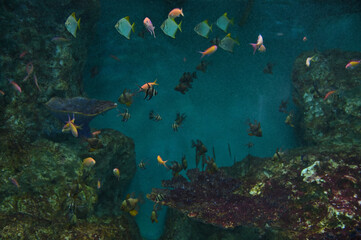 沢山の熱帯魚が泳ぐ水槽
